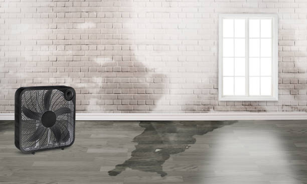 Best Water damage restoration services  in Calcium, NY